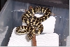 female hatchling 10
